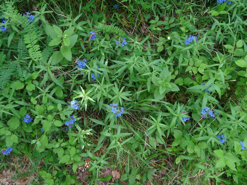 Buglossoides purpurocaerulea (L.) I.M. Johnst. (Boraginaceae)